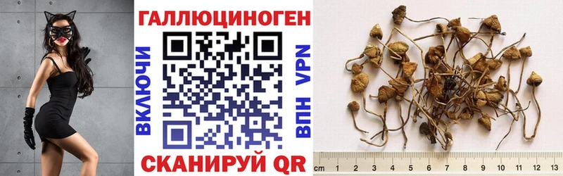 дарнет шоп  Артёмовский  Псилоцибиновые грибы Cubensis 